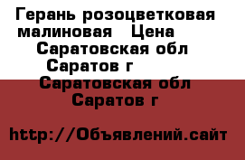 Герань розоцветковая  малиновая › Цена ­ 80 - Саратовская обл., Саратов г.  »    . Саратовская обл.,Саратов г.